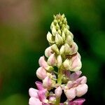 Lupinus × regalis Λουλούδι