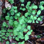 Adiantum jordanii Celota