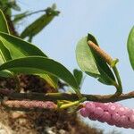 Anthurium scandens Плод