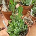 Kalanchoe robusta 形态