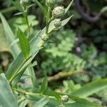 Symphyotrichum lanceolatum Φύλλο