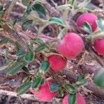 Cotoneaster microphyllus Frukt