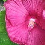Hibiscus moscheutos Blüte