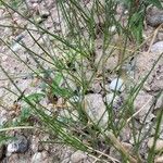 Juncus compressus Leaf