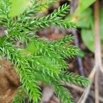 Lycopodium dendroideum Blatt