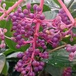 Medinilla speciosa 果實