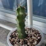 Echinocereus pentalophus Leaf