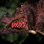 Bixa orellana Fruit