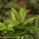 Ixanthus viscosus Hábito