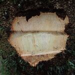 Anthonotha macrophylla چھال