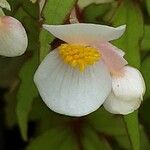 Begonia dregei Kvet