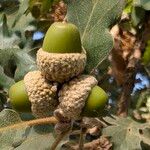 Quercus pubescensFruit