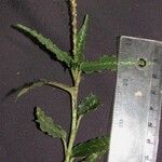 Platythelys maculata