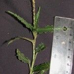 Platythelys maculata Otro
