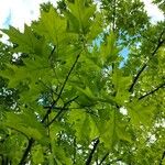 Quercus rubra Ліст