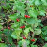 Solanum dulcamara Habit