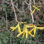 Forsythia suspensa Feuille