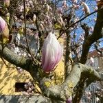 Magnolia × soulangeanaപുഷ്പം