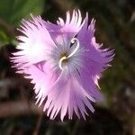 Dianthus superbus Kwiat