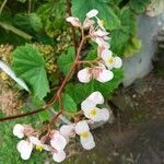Begonia obliqua Цвят