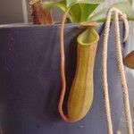 Nepenthes alata Інше