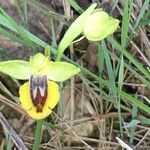 Ophrys lutea 花