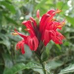 Pachystachys spicata Flower