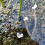 Elodea densa 花