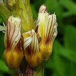 Sisyrinchium striatum Flower