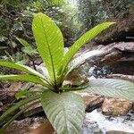 Ficus otophora অভ্যাস