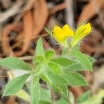 Lotus angustissimus Leaf