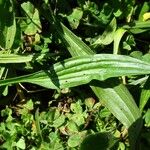 Plantago lanceolata Blad