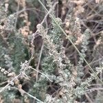 Atriplex glauca Foglia