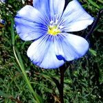 Linum usitatissimum Blomma