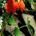 Tropaeolum minus Flower