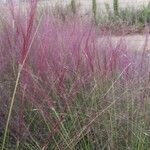 Muhlenbergia capillaris 葉