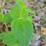 Houstonia purpurea Liść