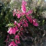 Epacris impressa 花