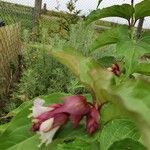 Leycesteria formosaFiore