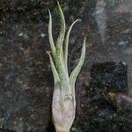 Tillandsia paucifolia 葉