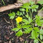 Ranunculus hispidus Flower