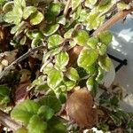 Coleus madagascariensis Leaf