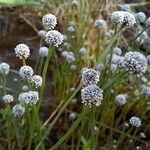 Eriocaulon aquaticum Blodyn