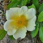 Rosa bracteata Kukka