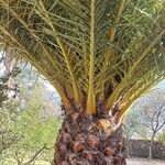 Phoenix canariensis برگ