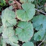 Geranium rotundifolium Folio