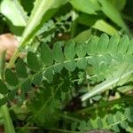 Astragalus monspessulanus Leaf