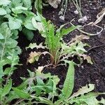 Taraxacum clemens Hoja