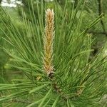 Pinus pinaster Deilen