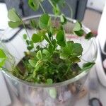 Marsilea quadrifolia Leaf